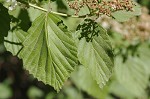 Arrow-wood viburnum