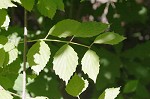 Arrow-wood viburnum