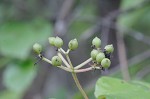 Arrow-wood viburnum