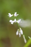 Fourleaf vetch