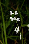 Fourleaf vetch