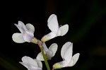 Fourleaf vetch