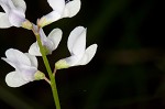 Fourleaf vetch