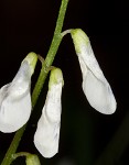 Fourleaf vetch