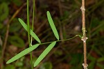 Fourleaf vetch