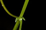 Fourleaf vetch