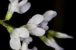 Fourleaf vetch