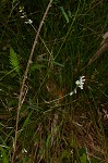 Fourleaf vetch