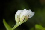 Tiny vetch