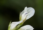 Tiny vetch