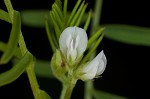 Tiny vetch