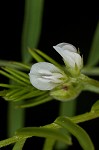 Tiny vetch