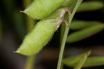 Tiny vetch