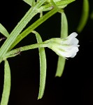 Tiny vetch