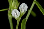 Tiny vetch