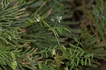 Tiny vetch