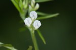 Tiny vetch