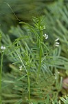 Tiny vetch