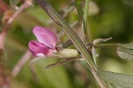 Common vetch