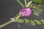 Common vetch