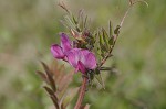 Common vetch