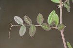 Common vetch