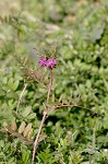 Common vetch