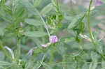 Common vetch