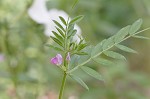 Common vetch