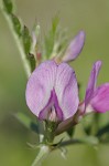 Common vetch