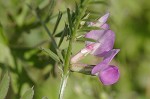 Common vetch