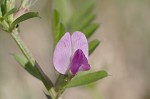 Common vetch