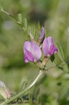 Common vetch