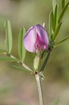 Common vetch