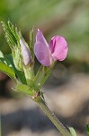 Common vetch