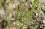 Common vetch