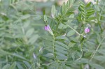 Common vetch