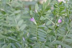 Common vetch