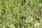 Common vetch
