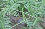 Common vetch