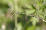 Common vetch