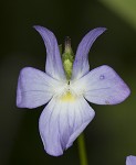 Field pansy