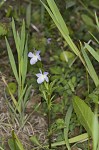 Field pansy