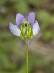 Field pansy