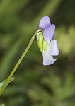 Field pansy