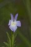 Field pansy