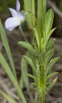 Field pansy