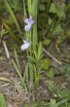 Field pansy