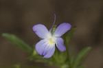 Field pansy