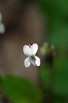 Sweet white violet